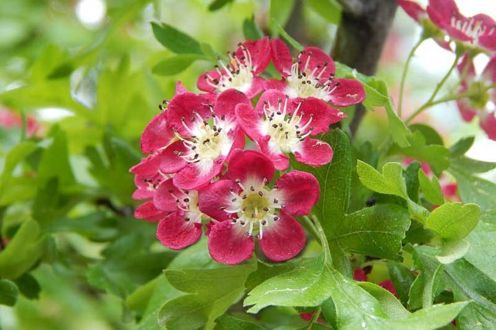 Red Hawthorn Flower Seeds – Heirloom Non-GMO High Germination Organic Garden Seeds for Planting