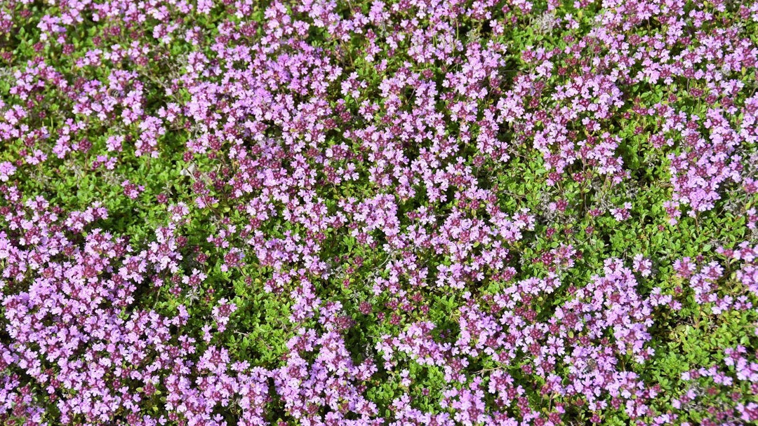 Purple Blooming Thyme Flower Seeds – Heirloom Non-GMO High Germination Seeds