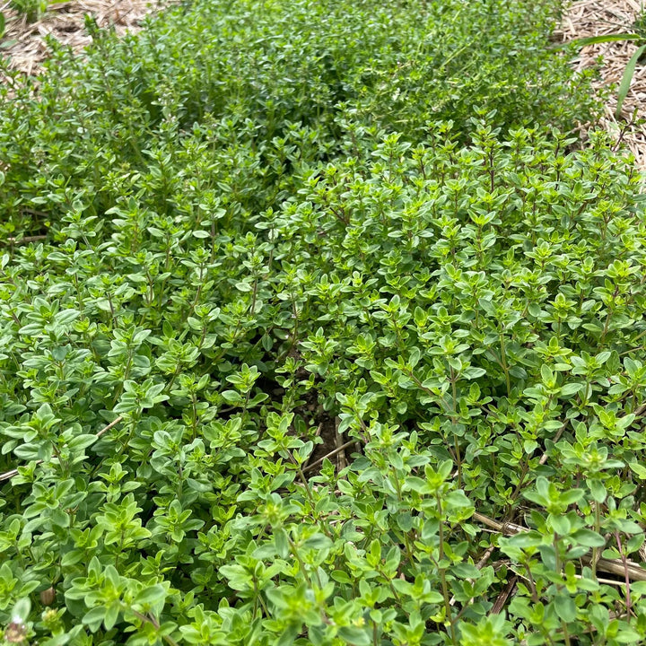 Green Creeping Thyme Flower Seeds for Planting – Heirloom Non-GMO High Germination