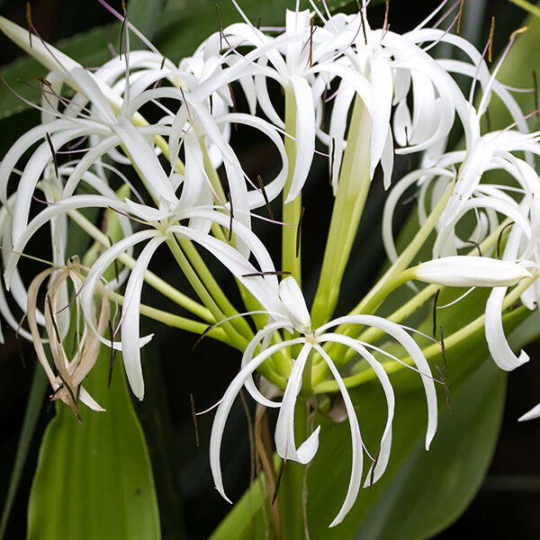 Green Crinum White Seeds – Heirloom, Non-GMO, High Germination Seeds