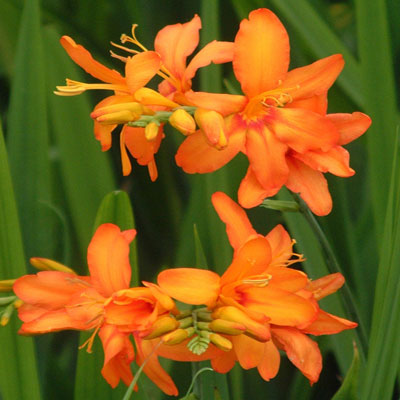 Semillas de flor de Crocosmia naranja para plantar – Semillas herencia no transgénicas de alta germinación