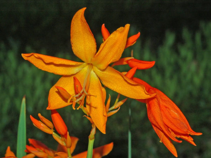Orange Galanthus Flower Seeds – Heirloom, Non-GMO, High Germination Seeds