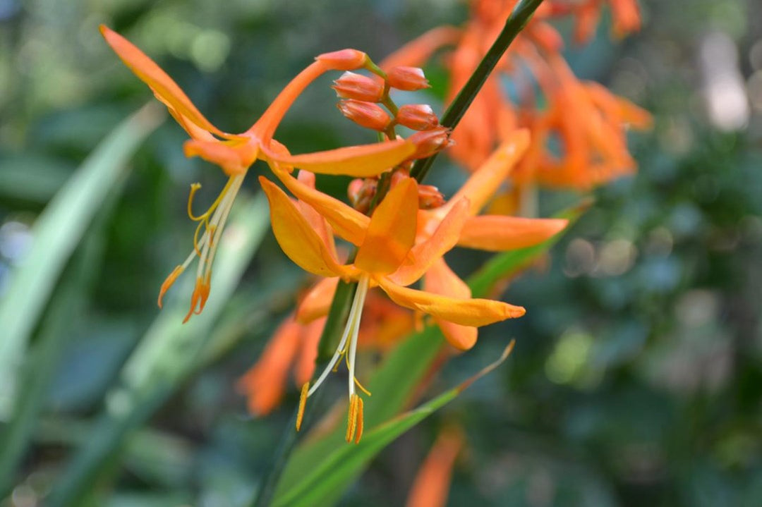 Crocosmia Aurea Flower Seeds for Planting – Heirloom Non-GMO High Germination Seeds