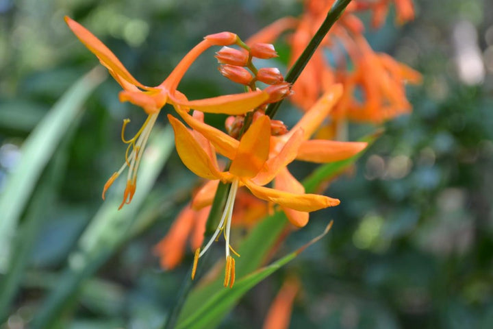 Crocosmia Aurea Flower Seeds for Planting – Heirloom Non-GMO High Germination Seeds
