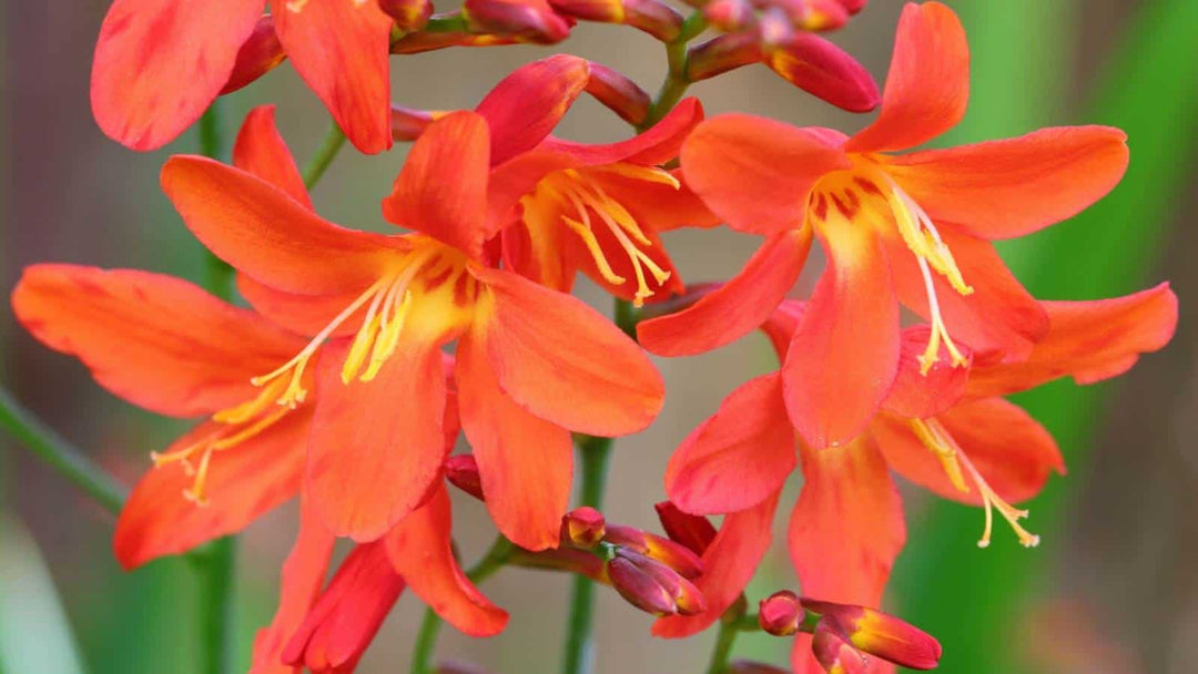 Orange Galanthus Flower Seeds – Heirloom, Non-GMO, High Germination Seeds