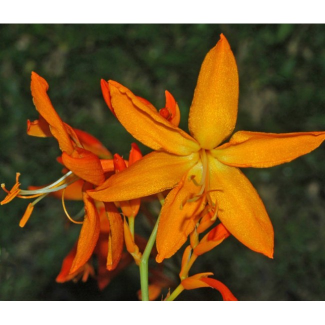 Crocosmia Aurea Flower Seeds for Planting – Heirloom Non-GMO High Germination Seeds