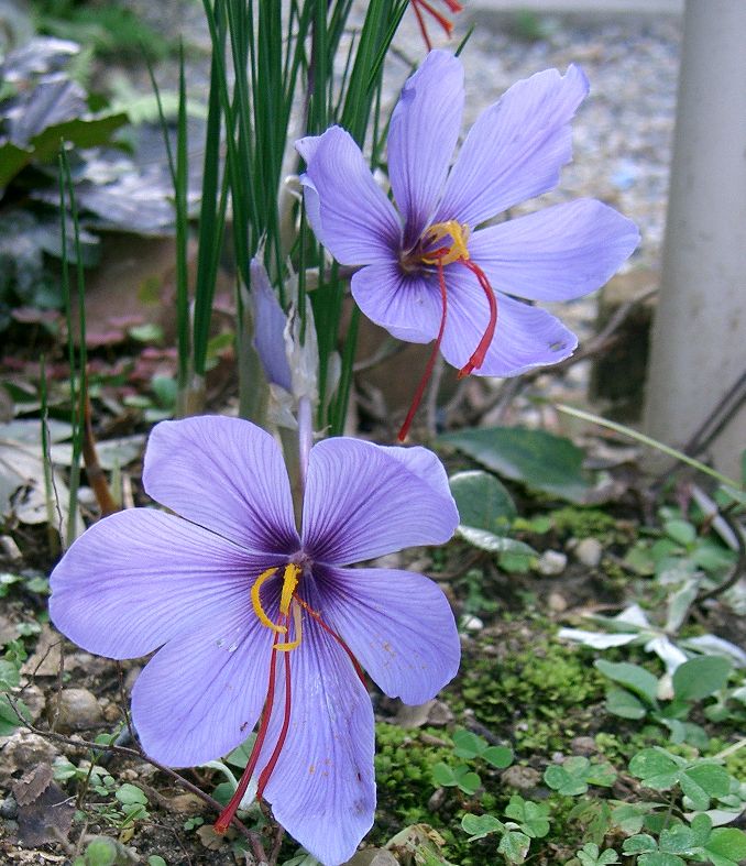 Light Violet Crocus Flower Seeds – Heirloom Non-GMO High Germination Seeds