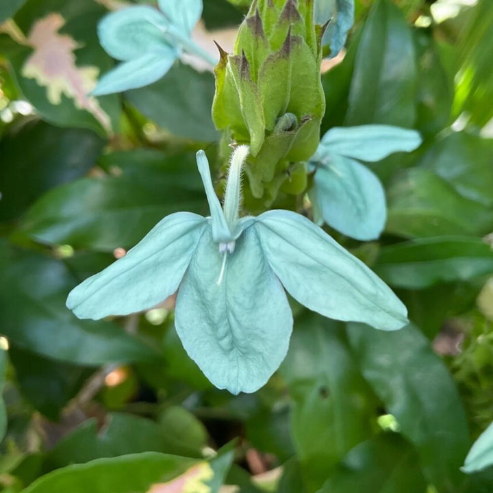 Green Crossandra Flower Seeds – Heirloom Non-GMO High Germination Seeds