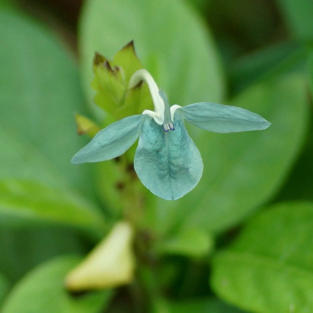 Green Crossandra Flower Seeds – Heirloom Non-GMO High Germination Seeds