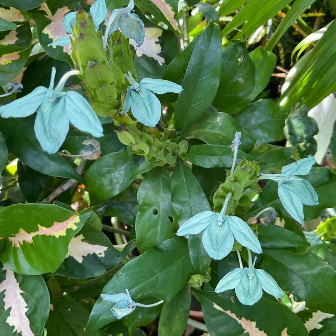 Green Crossandra Flower Seeds – Heirloom Non-GMO High Germination Seeds