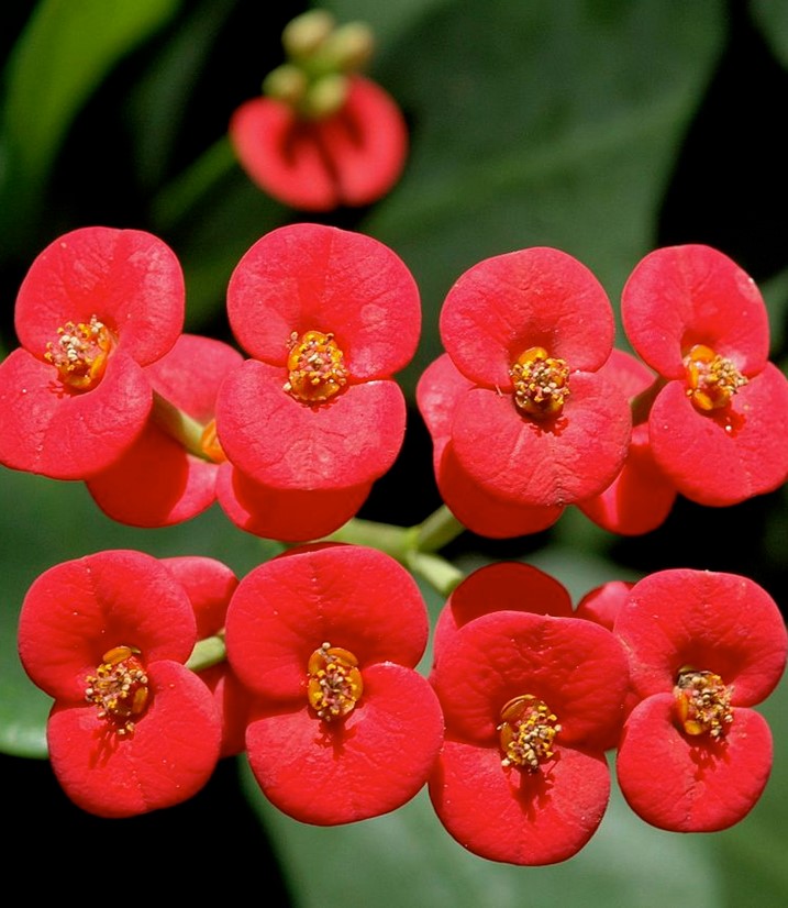 Crown Thorn Flower Seeds Red – Heirloom Non-GMO High Germination Seeds