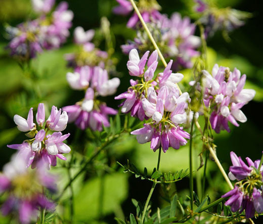 Coronilla Flower Seeds for Planting – Heirloom Non-GMO High Germination Seeds