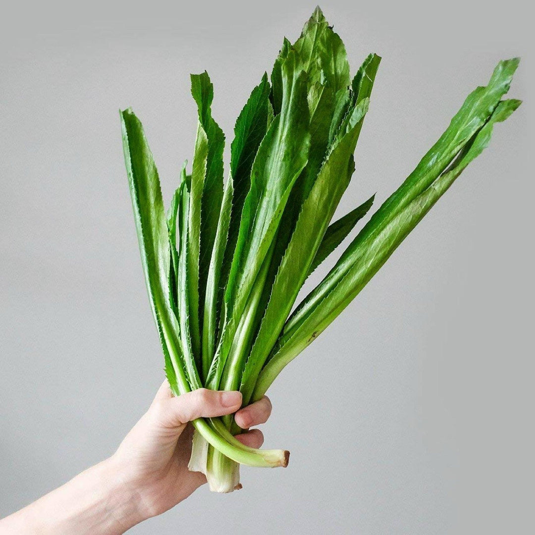 Culantro Eryngium herb seeds