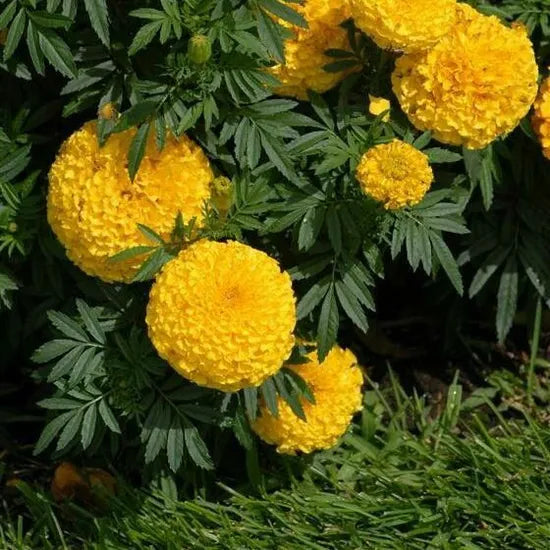 cultivatedmarigoldhighqualityvarietymarigoldflowerheirloomnongmohighgerminationorganicgarden flower seeds
