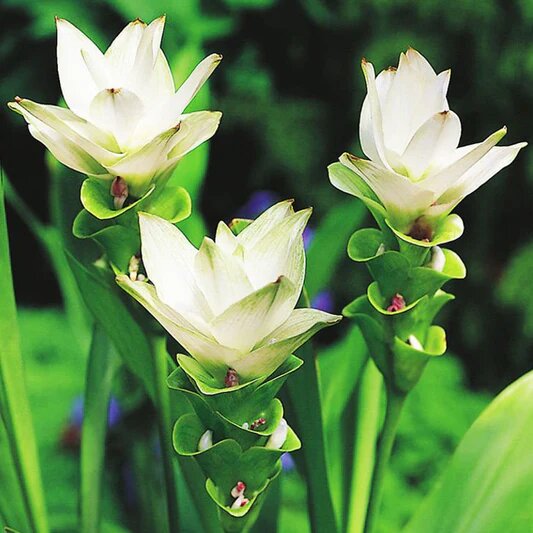 White Curcuma Flower Seeds – Heirloom Non-GMO High Germination Garden Seeds