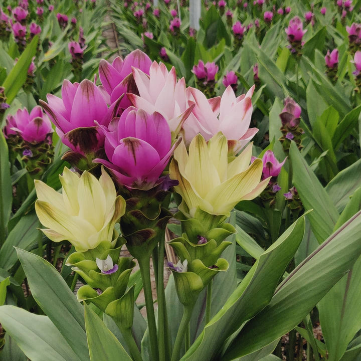 Mixed Curcuma Flower Seeds for Planting – Heirloom Non-GMO High Germination Seeds
