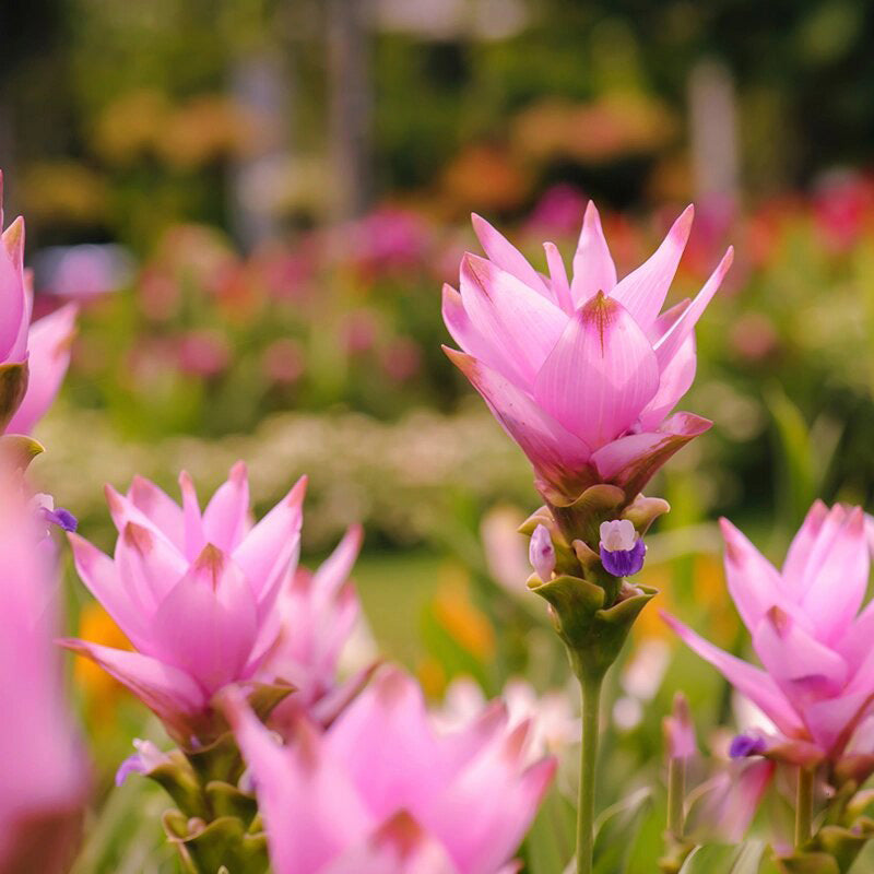 Curcuma Flower Seeds Pink for Planting – Heirloom Non-GMO High Germination Organic Seeds