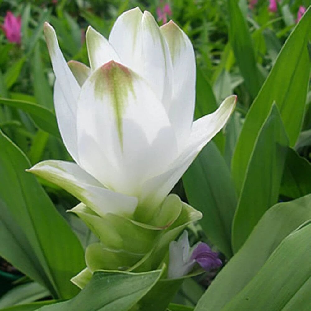 Curcuma Flower Seeds White for Planting – Heirloom Non-GMO High Germination Seeds