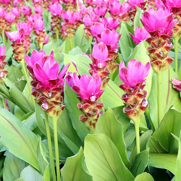 Curcuma Flower Seeds Pink – Heirloom Non-GMO High Germination Organic Seeds
