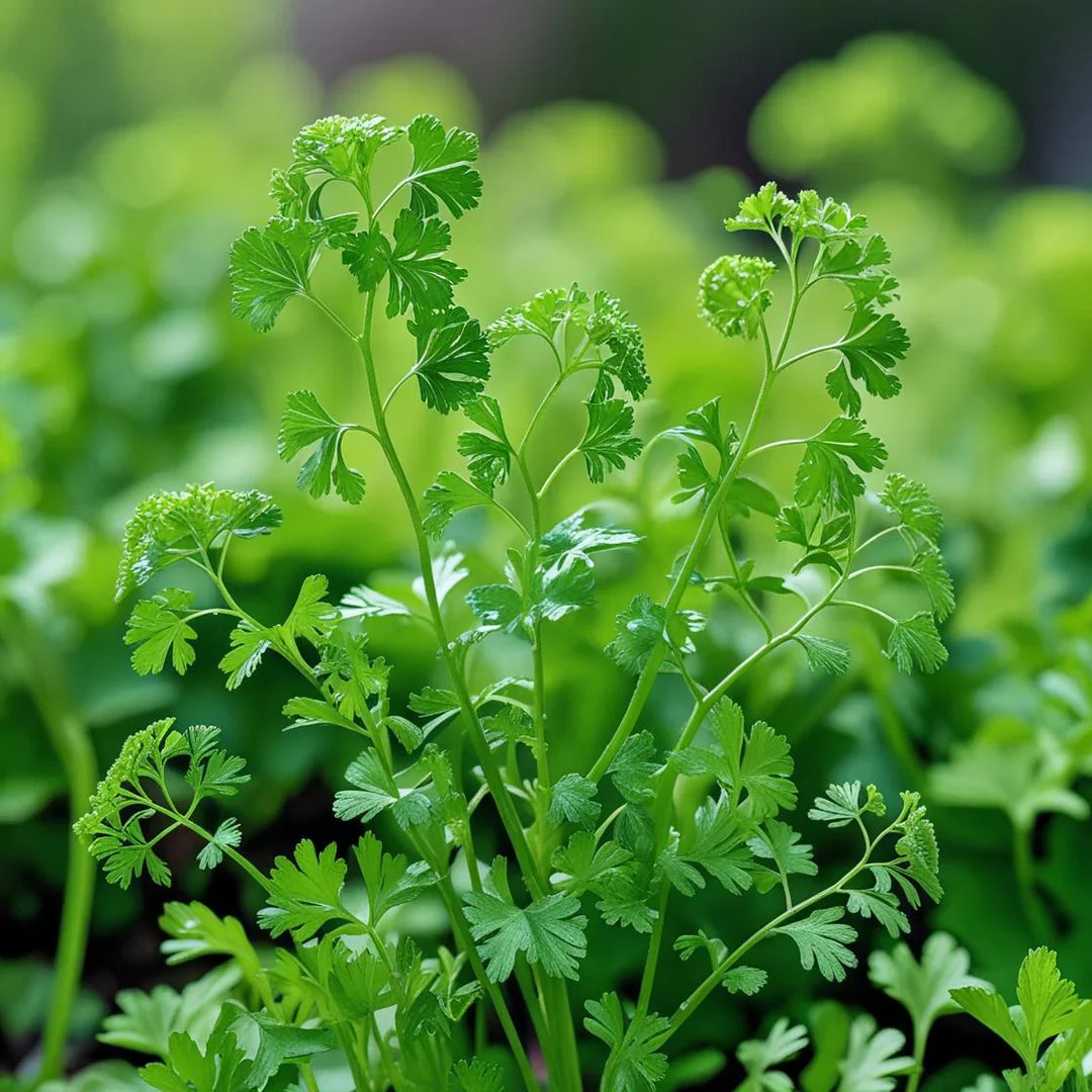 Curled Chervil herb seeds
