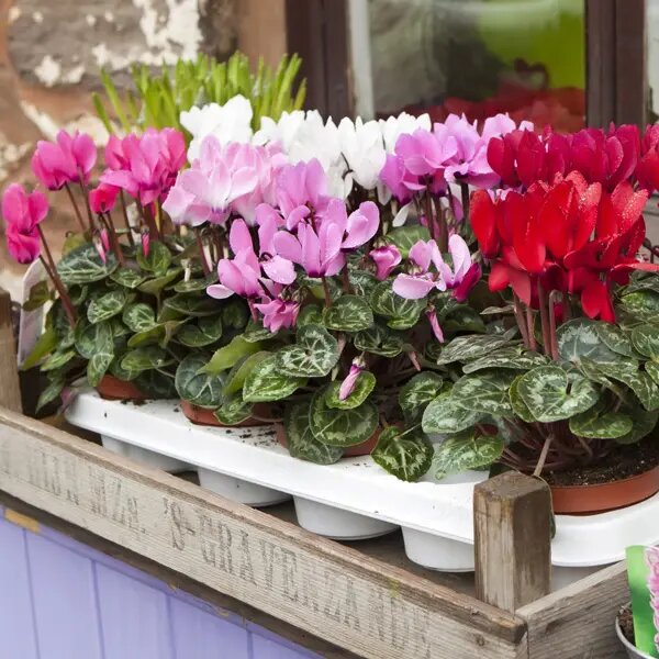Mixed Bonsai Cyclamen Flower Seeds – Heirloom Non-GMO High Germination
