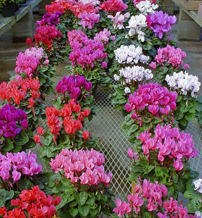 Cyclamen Flower Seeds Mixed – Heirloom Non-GMO High Germination Seeds