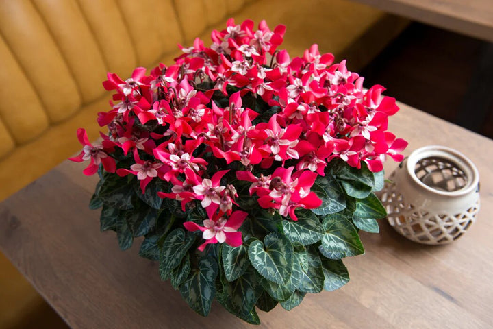Red White Cyclamen Flower Seeds for Planting – Heirloom Non-GMO High Germination