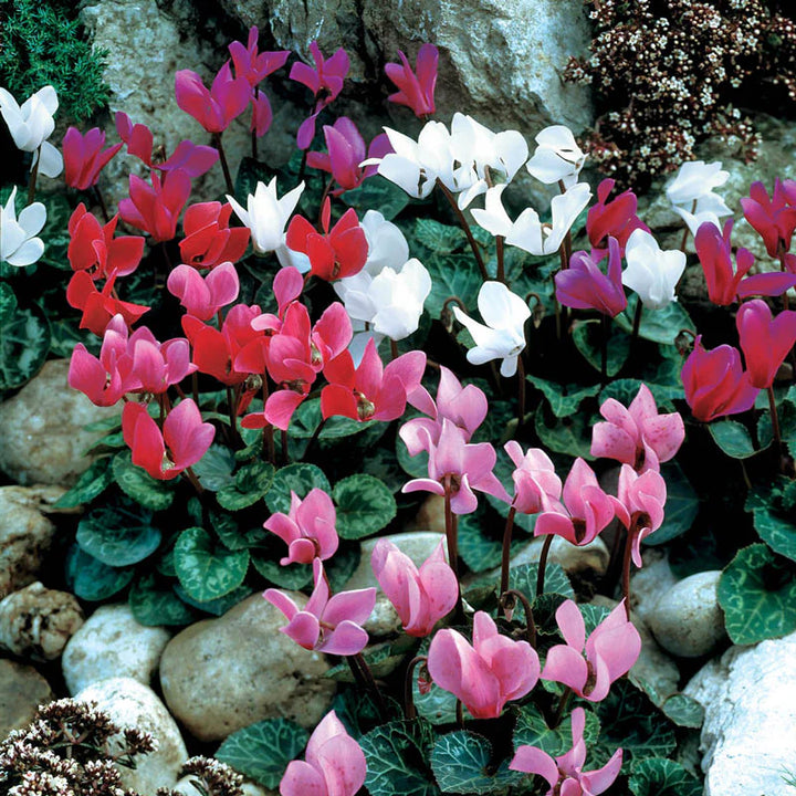 Cyclamen Flower Seeds Mixed for Planting – Heirloom Non-GMO High Germination Seeds