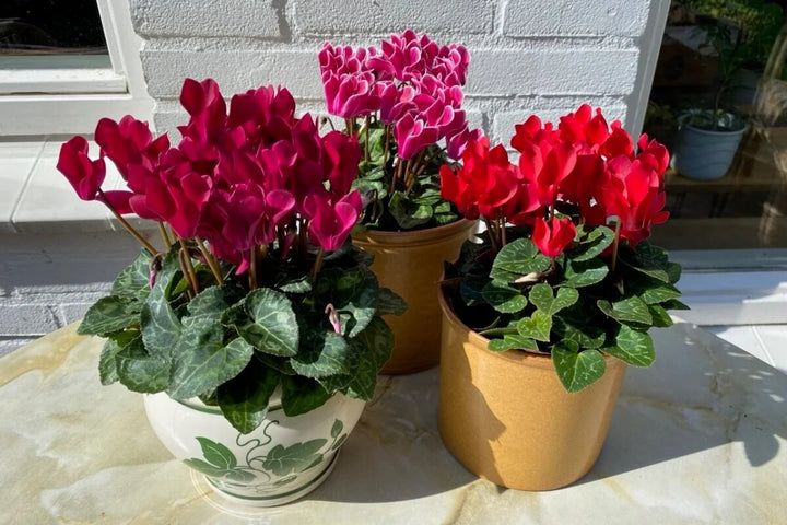 Cyclamen Flower Seeds Mixed – Heirloom Non-GMO High Germination Seeds