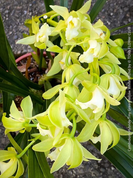 Giant Orchid Flower Seeds Green – Heirloom, Non-GMO, High Germination Seeds