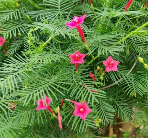 cypressvinepinkopenpollinatedheirloomnongmohighgerminationorganicgarden flower seeds