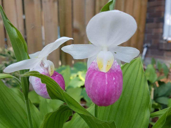 Pink White Lady&