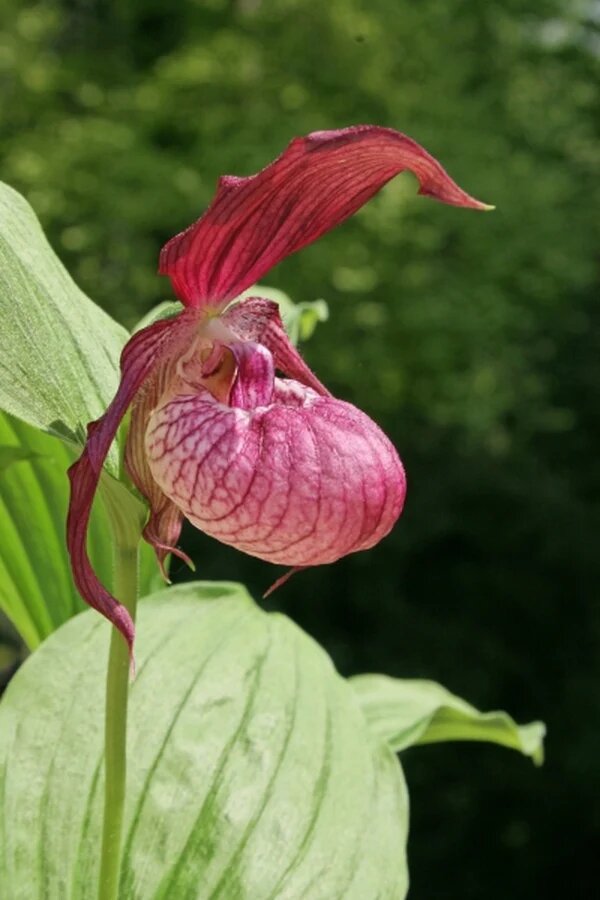 Red Cypripedium Flower Seeds for Planting – Heirloom Non-GMO High Germination Seeds