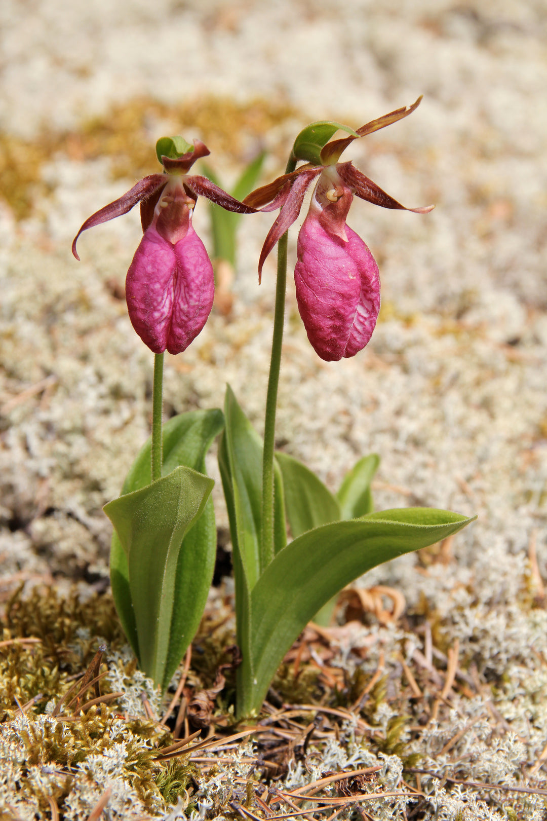 Frauenschuh-Orchidee (Cypripedium acaule) Samen – Alte Sorte, gentechnikfrei, hohe Keimfähigkeit, Bio-Gartensamen zum Pflanzen