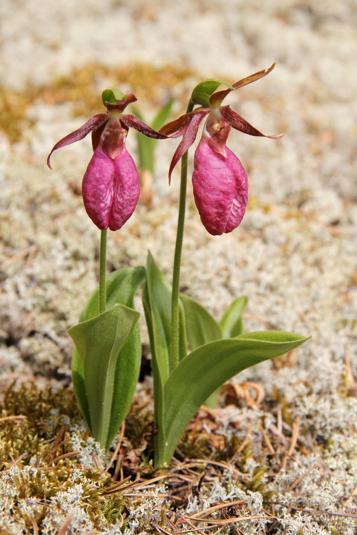 Frauenschuh-Orchidee (Cypripedium acaule) Samen – Alte Sorte, gentechnikfrei, hohe Keimfähigkeit, Bio-Gartensamen zum Pflanzen