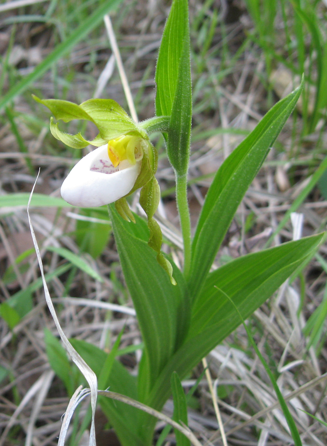 Cypripedium Flower Seeds White – Heirloom Non-GMO High Germination Seeds