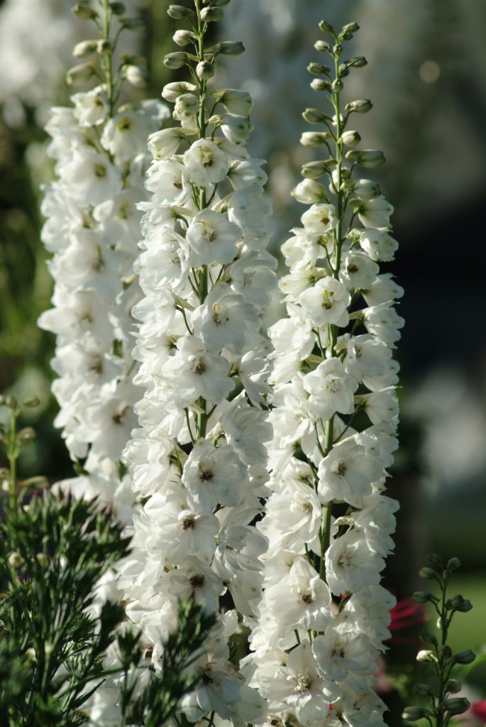 Delphinium Flower Seeds White – Heirloom Non-GMO High Germination Seeds