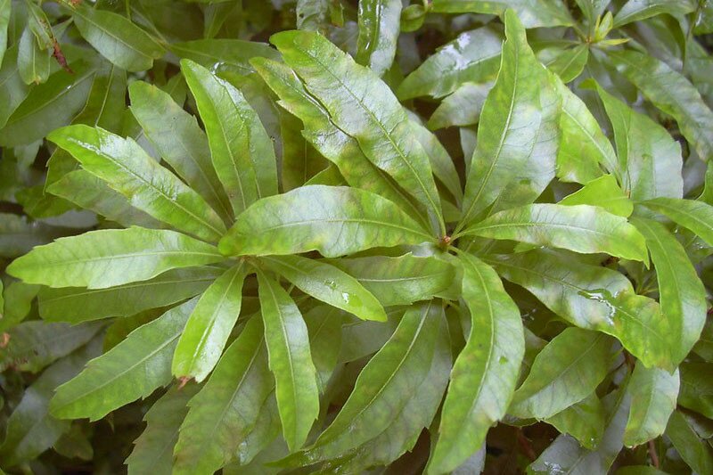 Green Wax Myrtle Seeds – Heirloom &amp; Non-GMO Aromatic Evergreen Shrub Seeds for Planting | High Germination Organic Garden Seeds
