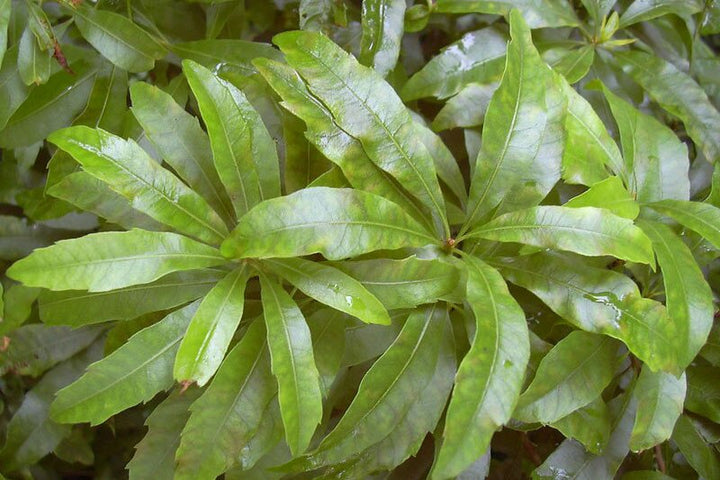 Green Wax Myrtle Seeds – Heirloom &amp; Non-GMO Aromatic Evergreen Shrub Seeds for Planting | High Germination Organic Garden Seeds