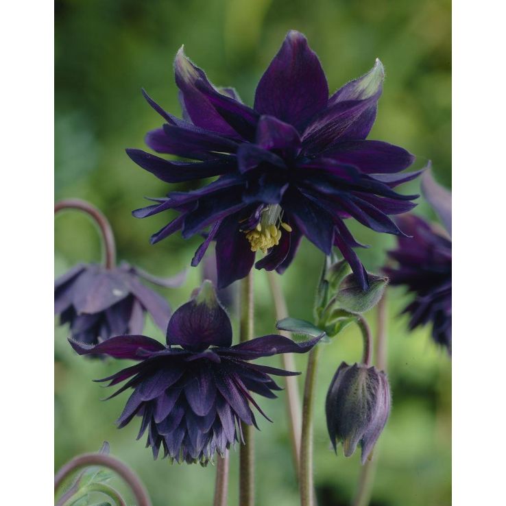 Black Aquilegia Flower Seeds for Planting Heirloom Non-GMO High Germination Organic Garden Seeds