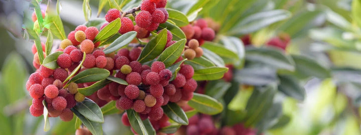 Bayberry Fruit Seeds – Heirloom, Non-GMO, High Germination Organic Garden Seeds