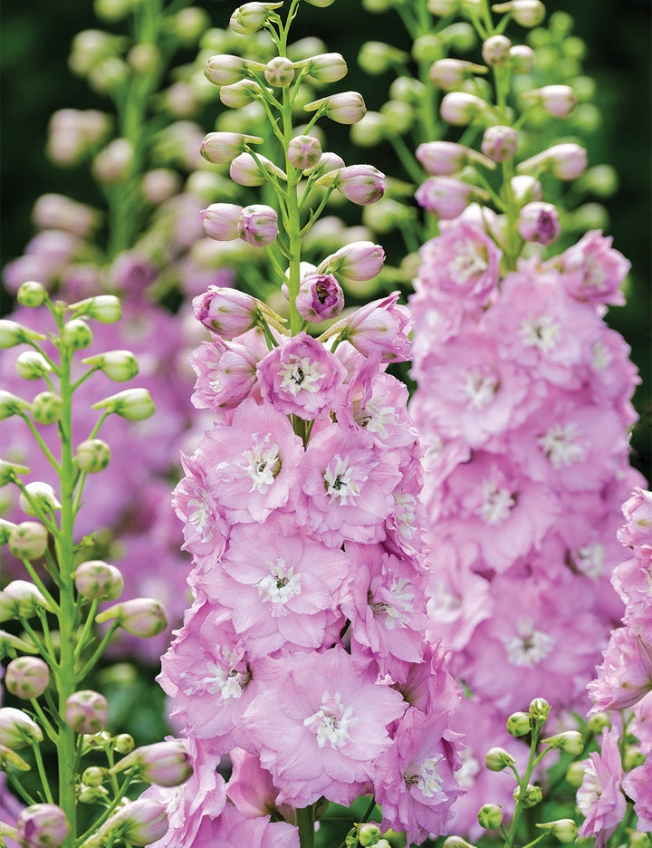 Pale Pink Delphinium Flower Seeds – Heirloom Non-GMO High Germination Seeds