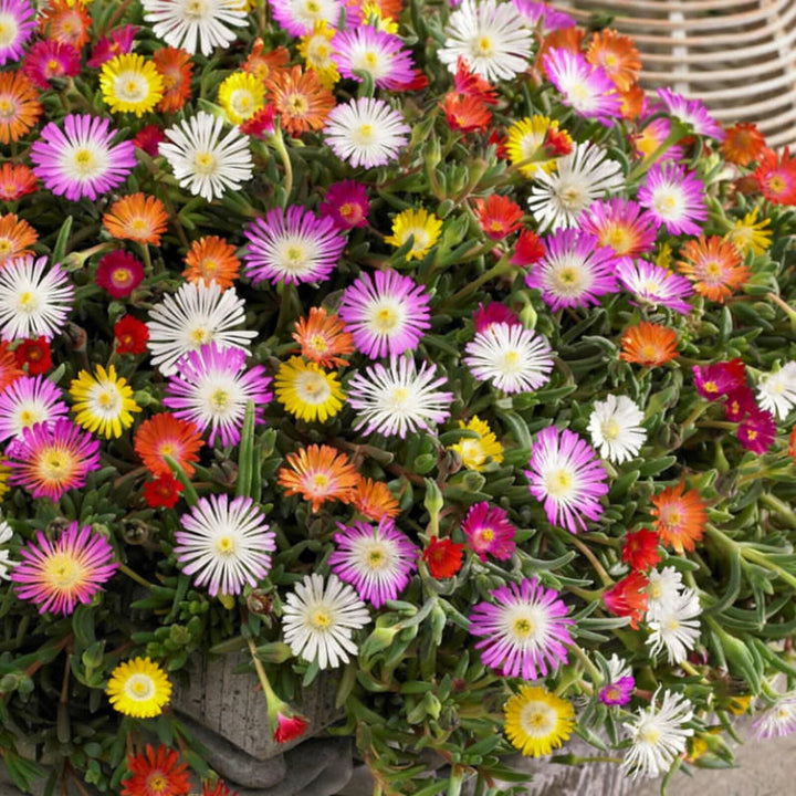Mixed Delosperma Flower Seeds – Heirloom Non-GMO High Germination Seeds