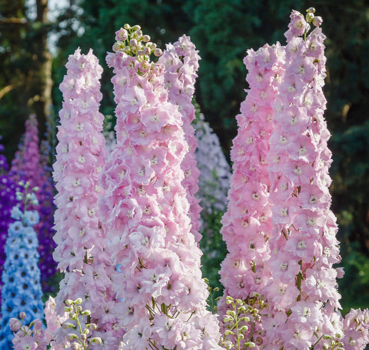 Pale Pink Delphinium Flower Seeds – Heirloom Non-GMO High Germination Seeds