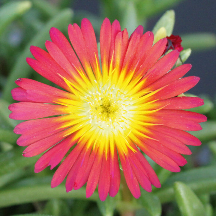 Semillas de flores de Delosperma rojo y amarillo – Cimbra de herencia no transgénica de alta germinación
