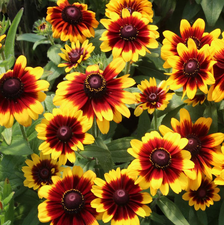 Maroon Yellow Rudbeckia Flower Seeds – Heirloom, Non-GMO, High Germination Seeds