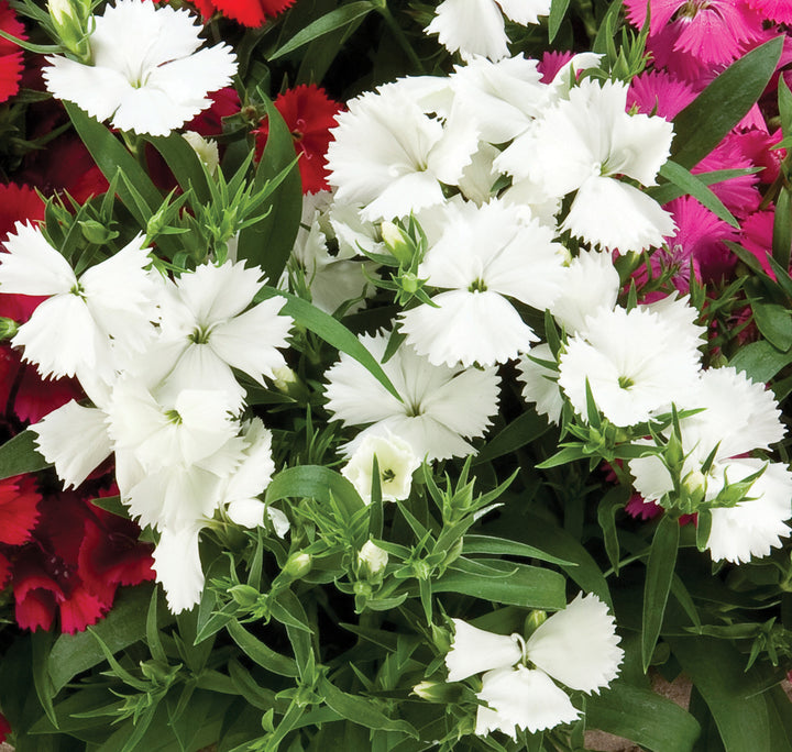 Dianthus Flowers Seeds White – Heirloom Non-GMO High Germination Seeds