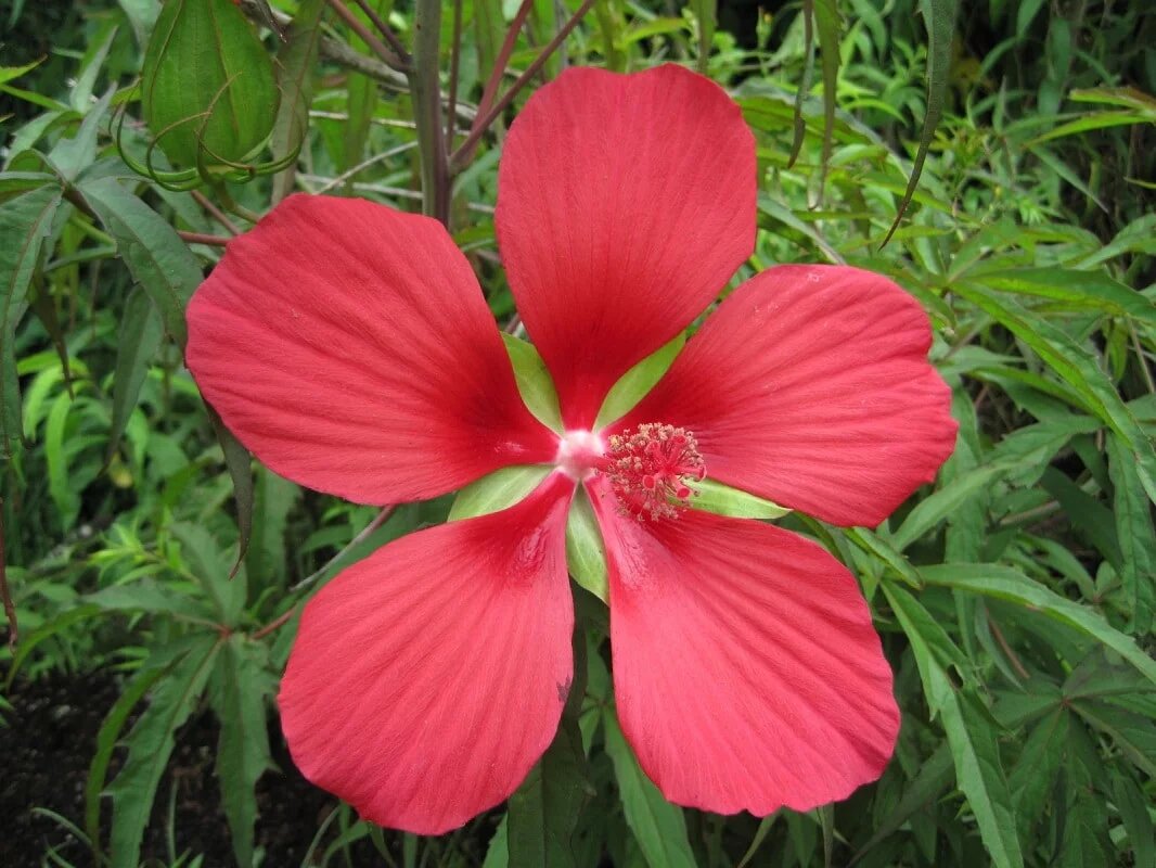 Red Hibiscus Coccineus Flowers Seeds – Heirloom, Non-GMO, High Germination Seeds