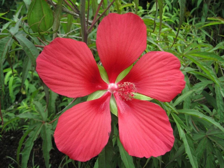 Red Hibiscus Coccineus Flowers Seeds – Heirloom, Non-GMO, High Germination Seeds
