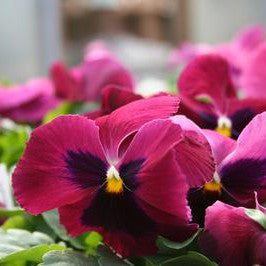 Red Pansy Viola Flower Seeds – Heirloom, Non-GMO, High Germination Seeds